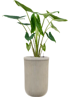 Alocasia zebrina in Baq Vertical Rib Office Plant With Pot 141cm Height 33cm Dia