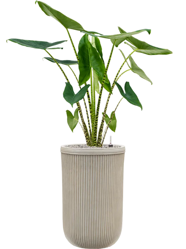 Alocasia zebrina in Baq Vertical Rib Office Plant With Pot 141cm Height 33cm Dia