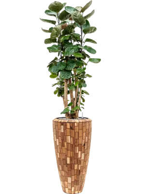 Aralia (polyscias) fabian in Baq Facets Jenga Office Plant With Pot 177cm Height 27cm Dia