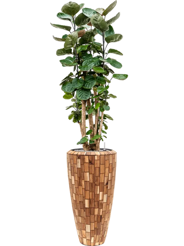 Aralia (polyscias) fabian in Baq Facets Jenga Office Plant With Pot 177cm Height 27cm Dia