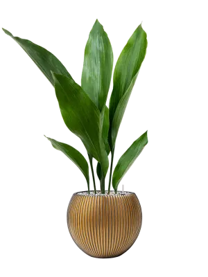 Aspidistra elatior in Capi Nature Groove Office Plant With Pot 68cm Height 15.5cm Dia