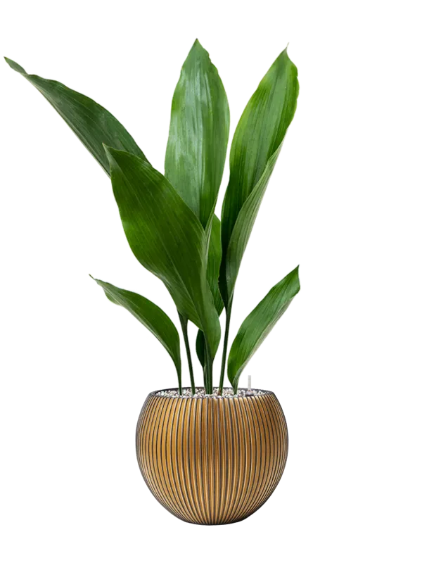 Aspidistra elatior in Capi Nature Groove Office Plant With Pot 68cm Height 15.5cm Dia