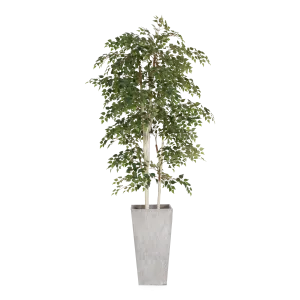 Birch Tree In Fiber Cement Planter