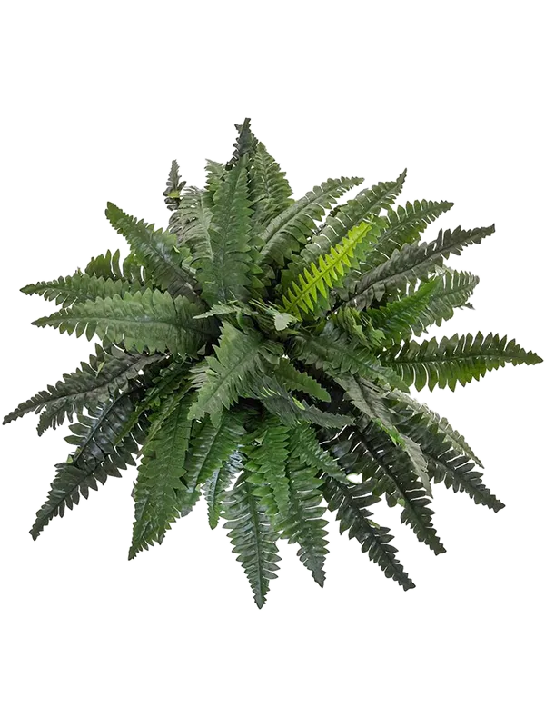 Boston Fern Artificial Plant Premium Faux 50cm Height