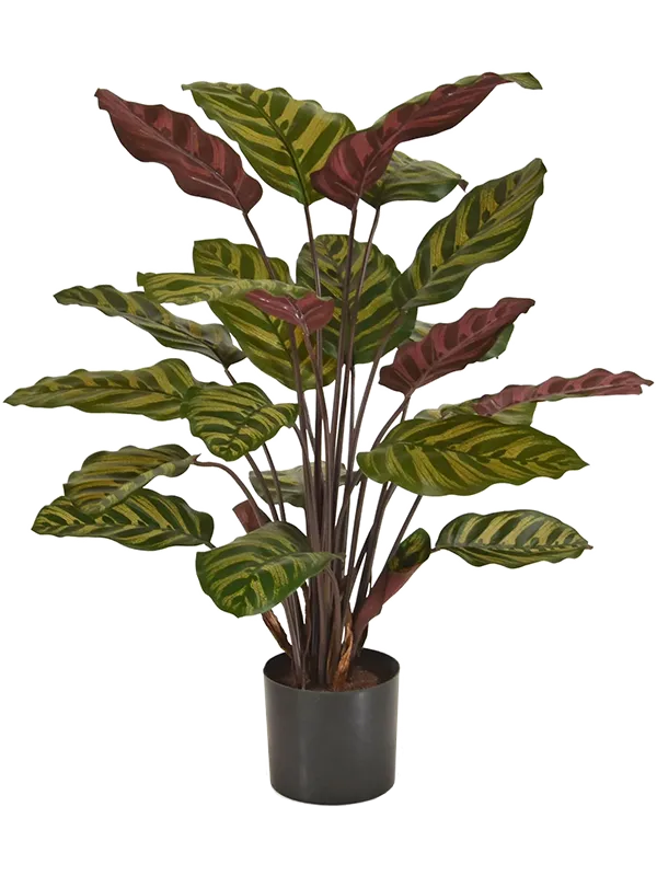 Calathea Makoyana Artificial Plant Premium Faux 60cm Height