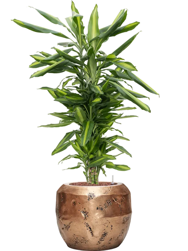 Dracaena fragrans 'Cintho in Baq Opus Raw Office Plant With Pot 108cm Height 22.7cm Dia