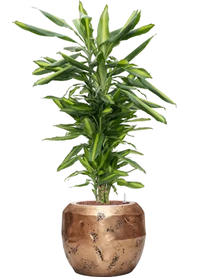 Dracaena fragrans 'Cintho in Baq Opus Raw Office Plant With Pot 108cm Height 22.7cm Dia