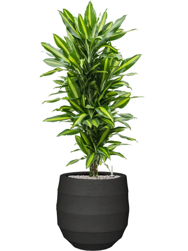 Dracaena fragrans 'Cintho' in Bordo Office Plant With Pot 132cm Height 31.5cm Dia