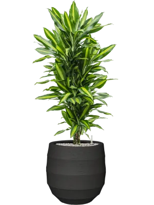 Dracaena fragrans 'Cintho' in Bordo Office Plant With Pot 132cm Height 31.5cm Dia