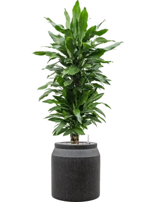 Dracaena fragrans 'Janet Lind' in Baq Raindrop Office Plant With Pot 130cm Height cm Dia