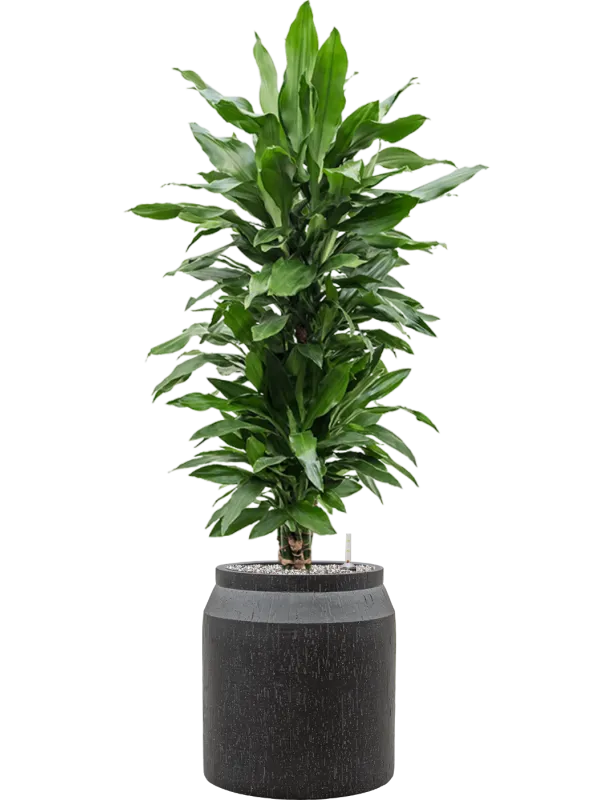 Dracaena fragrans 'Janet Lind' in Baq Raindrop Office Plant With Pot 130cm Height cm Dia