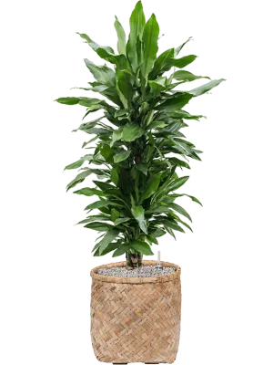 Dracaena fragrans 'Janet Lind' in Bohemian Office Plant With Pot 124cm Height 37cm Dia