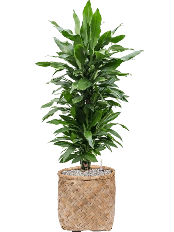 Dracaena fragrans 'Janet Lind' in Bohemian Office Plant With Pot 124cm Height 37cm Dia