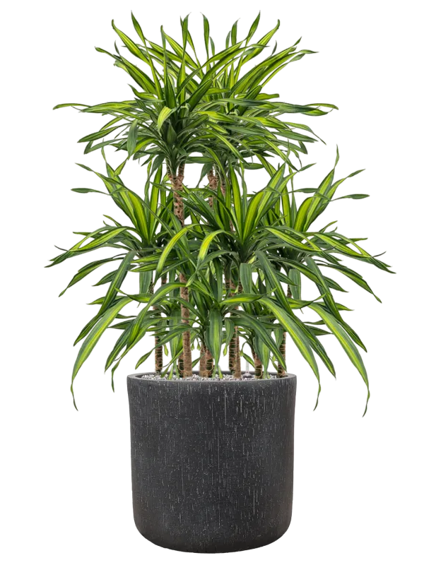 Dracaena fragrans 'Riki' in Baq Raindrop Office Plant With Pot 119cm Height 40cm Dia