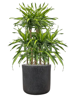 Dracaena fragrans 'Riki' in Baq Raindrop Office Plant With Pot 119cm Height 40cm Dia