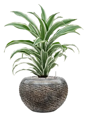 Dracaena fragrans 'White Jewel' in Baq Luxe Lite Layer Office Plant With Pot 59cm Height 18cm Dia