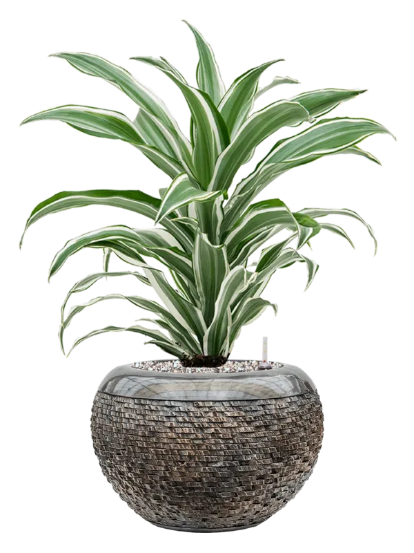 Dracaena fragrans 'White Jewel' in Baq Luxe Lite Layer Office Plant With Pot 59cm Height 18cm Dia