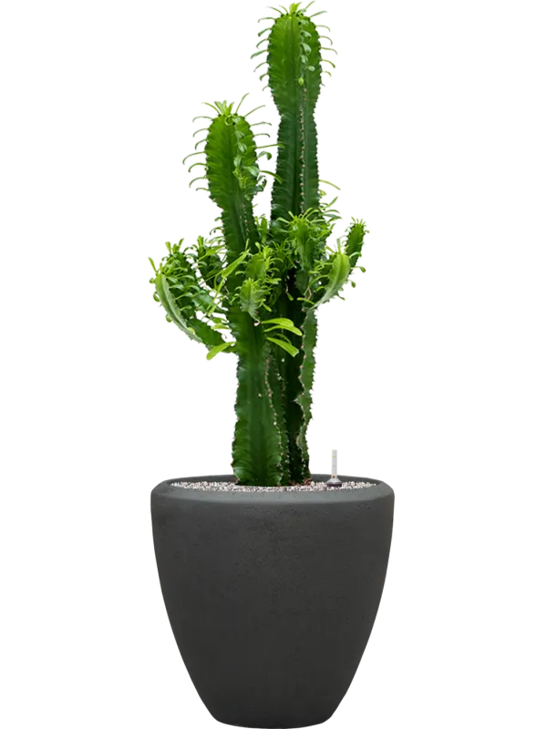 Euphorbia erytrea in Baq Polystone Plain Office Plant With Pot 114cm Height 30cm Dia