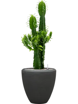 Euphorbia erytrea in Baq Polystone Plain Office Plant With Pot 114cm Height 30cm Dia