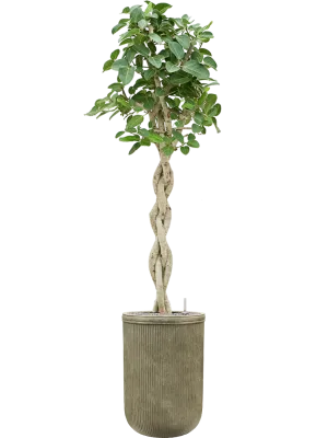 Ficus benghalensis 'Audrey' in Baq Vertical Rib Office Plant With Pot 223cm Height 41cm Dia