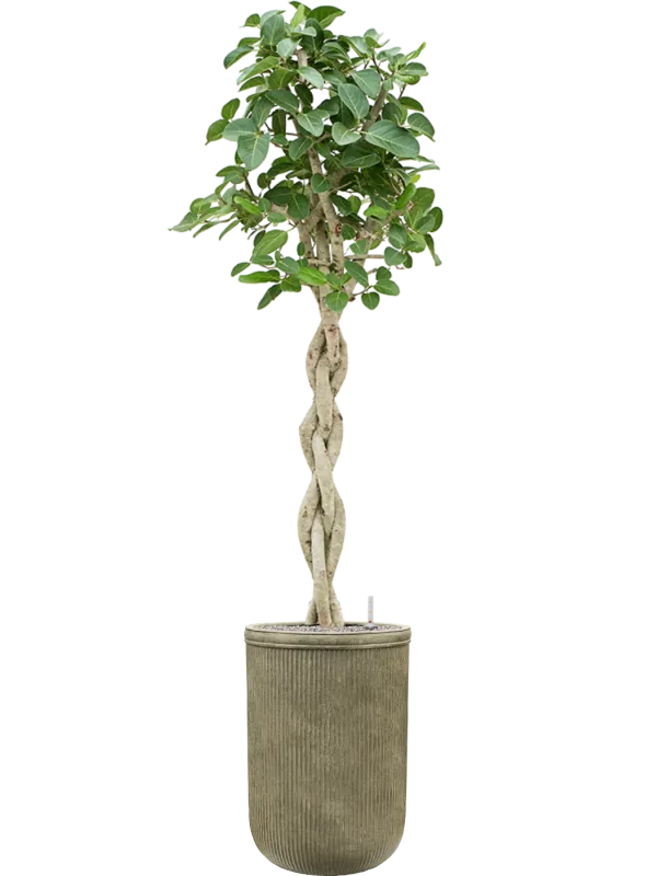 Ficus benghalensis 'Audrey' in Baq Vertical Rib Office Plant With Pot 223cm Height 41cm Dia