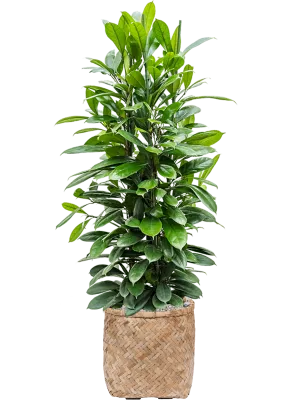 Ficus cyathistipula in Bohemian Office Plant With Pot 135cm Height 37cm Dia