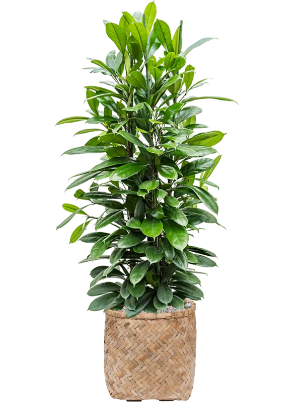 Ficus cyathistipula in Bohemian Office Plant With Pot 135cm Height 37cm Dia