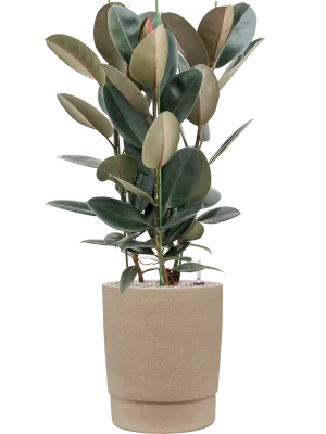 Ficus elastica 'Abidjan' in Chao Office Plant With Pot 120cm Height 36cm Dia