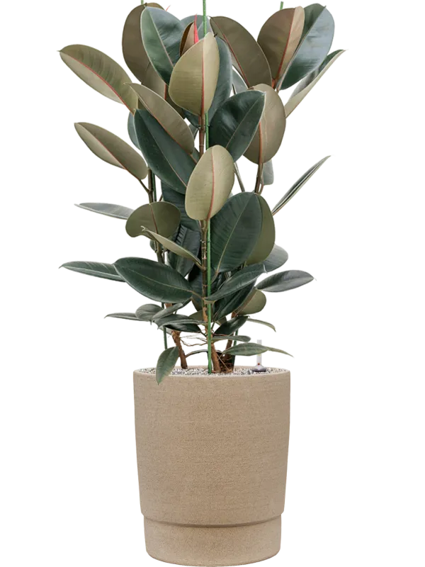 Ficus elastica 'Abidjan' in Chao Office Plant With Pot 120cm Height 36cm Dia