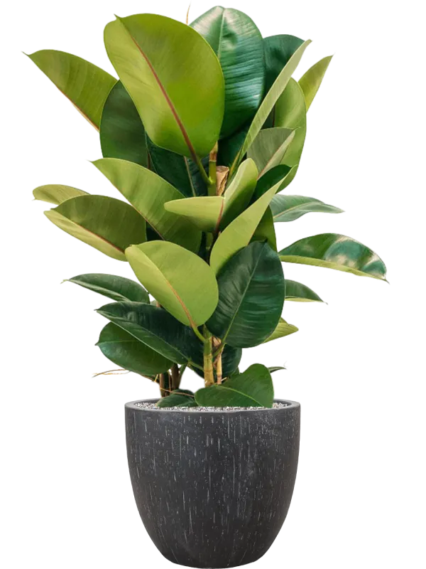 Ficus elastica 'Robusta' in Baq Raindrop Office Plant With Pot 109cm Height 35cm Dia