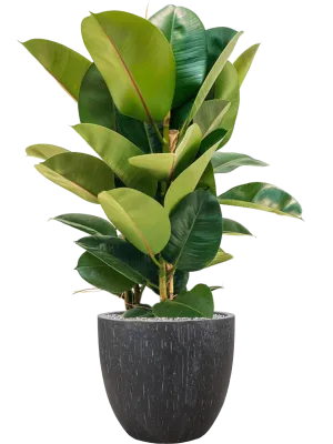 Ficus elastica 'Robusta' in Baq Raindrop Office Plant With Pot 109cm Height 35cm Dia