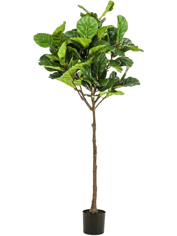 Ficus Lyrata Artificial Plant Premium Faux 195cm Height