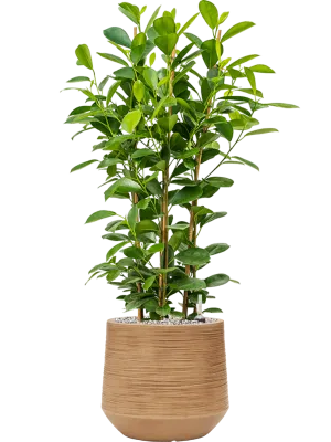 Ficus microcarpa 'Moclame' in Baq Dune Office Plant With Pot 91cm Height cm Dia