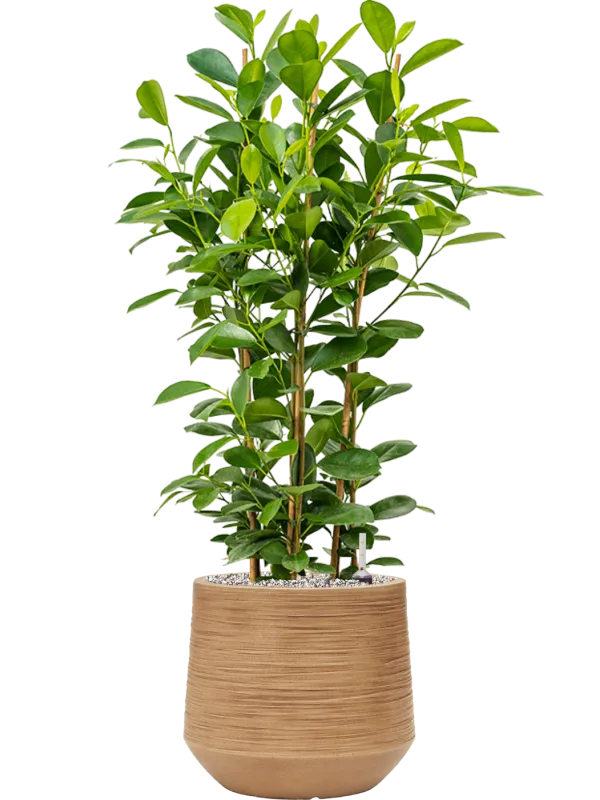 Ficus microcarpa 'Moclame' in Baq Dune Office Plant With Pot 91cm Height cm Dia