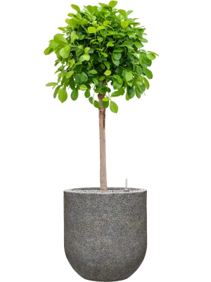 Ficus microcarpa 'Moclame' in Baq Naturescast Office Plant With Pot 149cm Height 38cm Dia