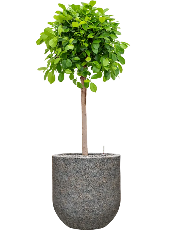 Ficus microcarpa 'Moclame' in Baq Naturescast Office Plant With Pot 149cm Height 38cm Dia