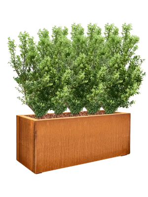 Ilex crenata 'Dark Green' in Cortensteel Office Plant With Pot 94cm Height cm Dia