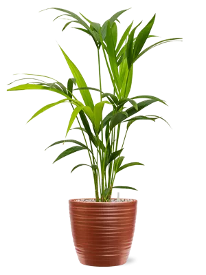 Kentia (Howea) forsteriana in Groove Office Plant With Pot 83cm Height 20.5cm Dia