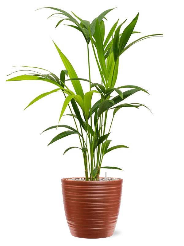 Kentia (Howea) forsteriana in Groove Office Plant With Pot 83cm Height 20.5cm Dia