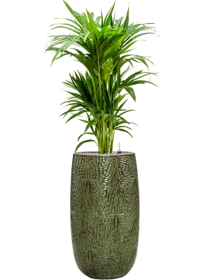 Kentia (Howea) forsteriana in Marly Office Plant With Pot 140cm Height 27.5cm Dia