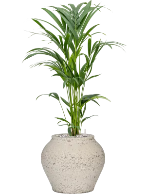 Kentia (Howea) forsteriana in Mediterranean Office Plant With Pot 102cm Height 19.5cm Dia