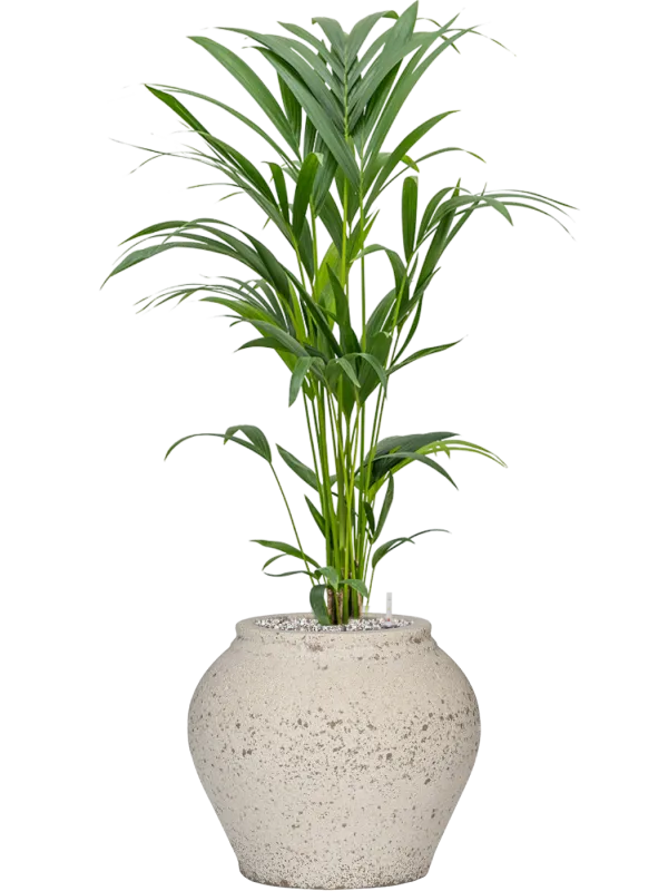 Kentia (Howea) forsteriana in Mediterranean Office Plant With Pot 102cm Height 19.5cm Dia