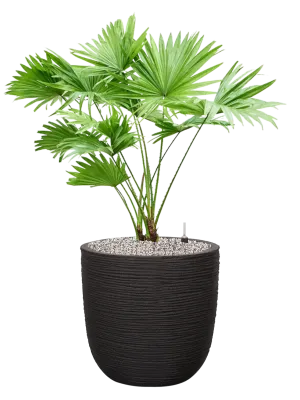 Livistonia rotundifolia in Capi Nature Rib NL Office Plant With Pot 84cm Height 29.8cm Dia