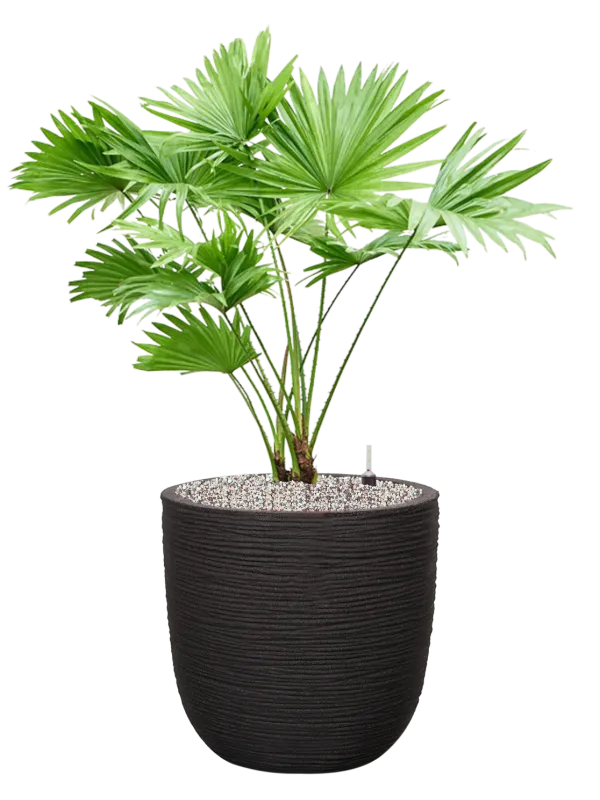 Livistonia rotundifolia in Capi Nature Rib NL Office Plant With Pot 84cm Height 29.8cm Dia