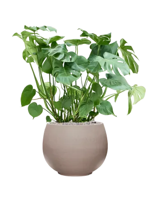 Monstera deliciosa in Rotunda Urban Office Plant With Pot 104cm Height 39.5cm Dia