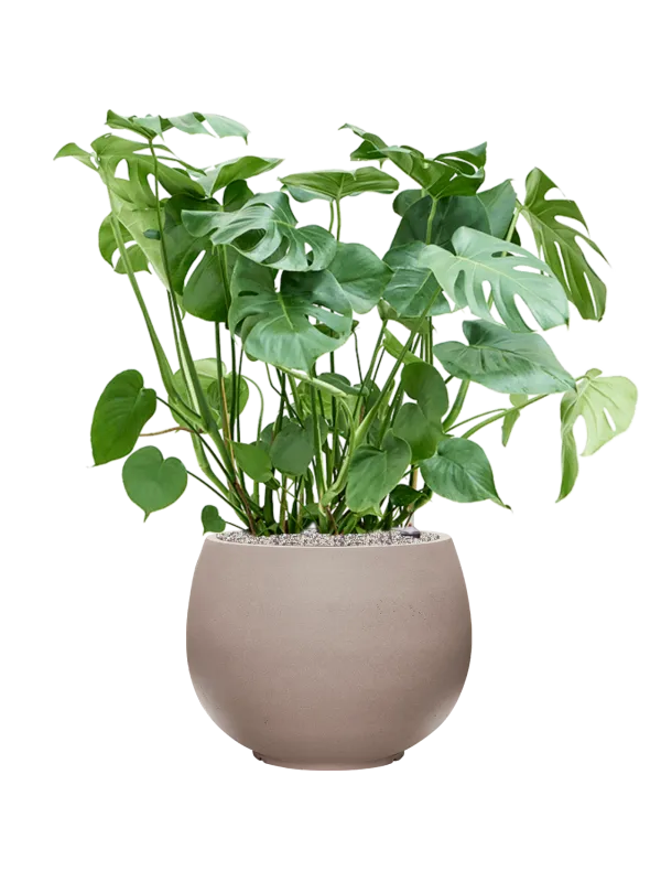 Monstera deliciosa in Rotunda Urban Office Plant With Pot 104cm Height 39.5cm Dia