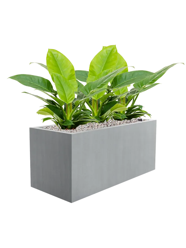 Philodendron 'Imperial Green' in Argento Office Plant With Pot 54cm Height 24cm Dia