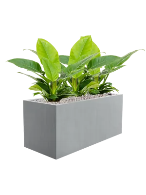 Philodendron 'Imperial Green' in Argento Office Plant With Pot 54cm Height 24cm Dia