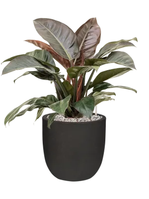 Philodendron `Imperial Red' in Capi Urban Smooth NL Office Plant With Pot 80cm Height 29.8cm Dia