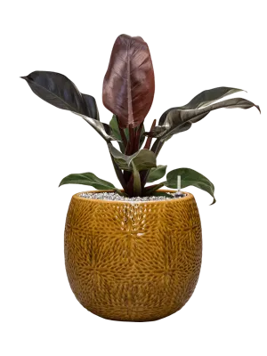 Philodendron `Imperial Red' in Marly Office Plant With Pot 60cm Height 23cm Dia